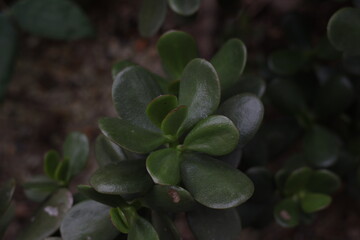 una toma de cerca de una planta de jade 