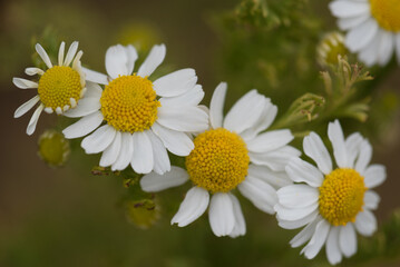 SUMMER LANDSCAPE - Blooming chamomile flowers in the field