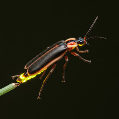 Glowing Firefly CloseUp Macro Photography of a Firefly on a Plant