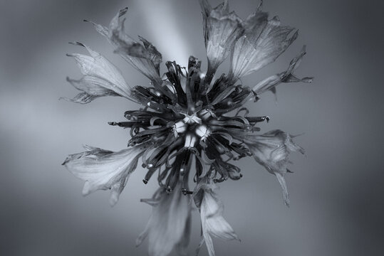 CONFLOWER - A beautiful flowering plant in a the field