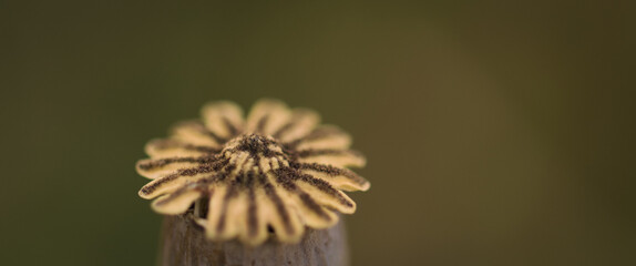 
SUMMER LANDSCAPE - Poppy head on a background of the field
