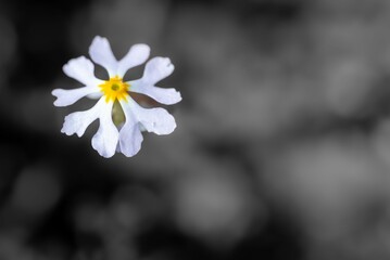 White flower with yellow center on blurred background.