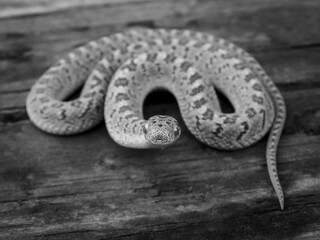 Rhombic egg-eater snake on wood © Wirestock