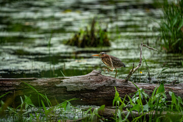 Green Heron on a Branch
