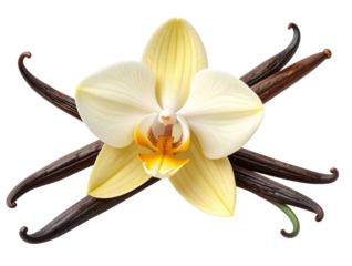 A delicate white vanilla flower with long brown vanilla pods, isolated on a clean white background, perfect for culinary or botanical designs 