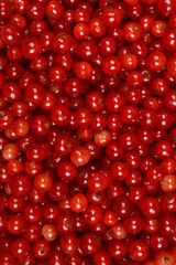 A vibrant, high-angle close-up showcases a plentiful, natural pile of freshly harvested red currants, filling the frame with their glossy, jewel-toned appearance