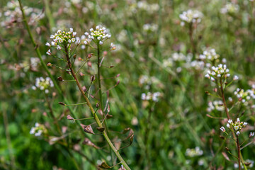 Shepherd's-purse blooming with small white flowers and heart-shaped seed pods in a lush green field during springtime