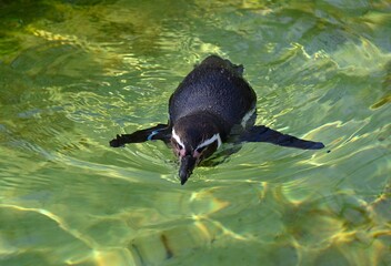 A humboldt penguin swimming