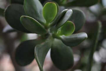 una toma de cerca de una planta de jade 