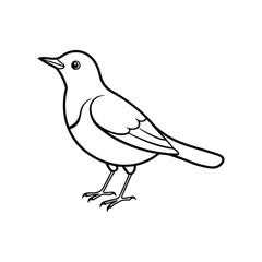 A dipper bird line art vector illustration.