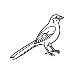 A drongo bird line art vector illustration.