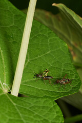 Insects mating captured in natural light