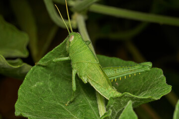 Insect resting peacefully in natural environment