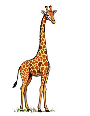 Naklejka premium Majestic Giraffe – Elegant Wildlife Portrait for Nature Lovers