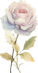 Vector Watercolor painted flower. Hand drawn flower design elements isolated on white background.