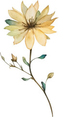 Vector Watercolor painted flower. Hand drawn flower design elements isolated on white background.