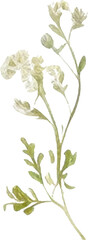 Vector Watercolor painted flower. Hand drawn flower design elements isolated on white background.