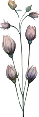 Vector Watercolor painted flower. Hand drawn flower design elements isolated on white background.