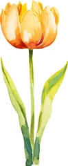 Vector watercolor painted tulip flower. Hand drawn design element isolated on white background.