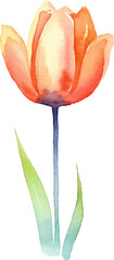 Vector watercolor painted tulip flower. Hand drawn design element isolated on white background.