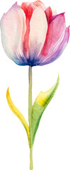 Vector watercolor painted tulip flower. Hand drawn design element isolated on white background.