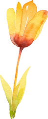 Vector watercolor painted tulip flower. Hand drawn design element isolated on white background.