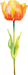 Vector watercolor painted tulip flower. Hand drawn design element isolated on white background.
