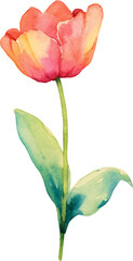 Vector watercolor painted tulip flower. Hand drawn design element isolated on white background.