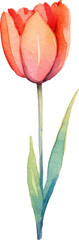 Vector watercolor painted tulip flower. Hand drawn design element isolated on white background.