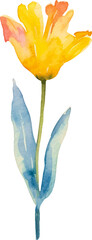 Vector watercolor painted tulip flower. Hand drawn design element isolated on white background.