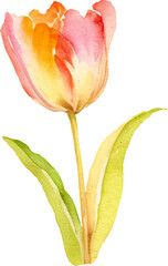 Vector watercolor painted tulip flower. Hand drawn design element isolated on white background.