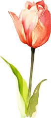 Vector watercolor painted tulip flower. Hand drawn design element isolated on white background.