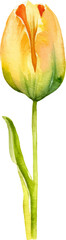Vector watercolor painted tulip flower. Hand drawn design element isolated on white background.