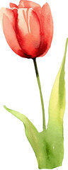 Vector watercolor painted tulip flower. Hand drawn design element isolated on white background.