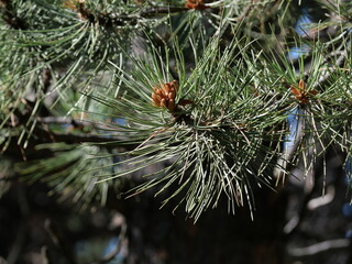 Ponderosa Pine Needles and Pollen Cones, Bald Mountain Trail, Boulder, Colorado