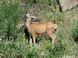 Mule Deer Feeding on Summer Foliage along Lion's Lair Spur Trail in Boulder, Colorado