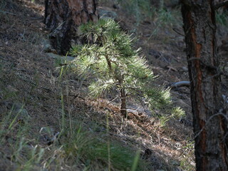 Young Ponderosa Pine Growing in Summer Forest on Lion's Lair Spur Trail, Boulder, Colorado