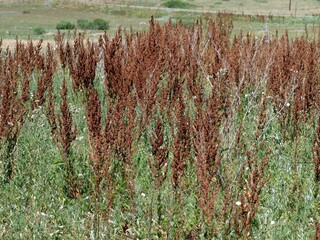 Dry seed stalks of Curly Dock (Rumex crispus) in a Colorado prairie in July, Left hand trail,...