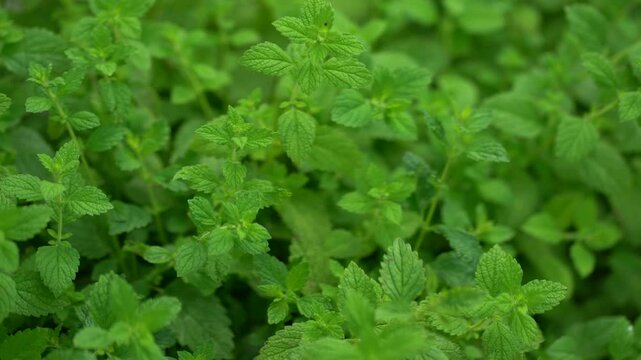Discover the calming essence of fresh lemon balm leaves in this captivating footage. Ideal for brewing soothing teas, these vibrant herbs highlight the benefits of natural remedies and relaxation
