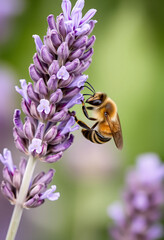Honeybee on Lavender Flower – Nature’s Perfect Pollinator in Action