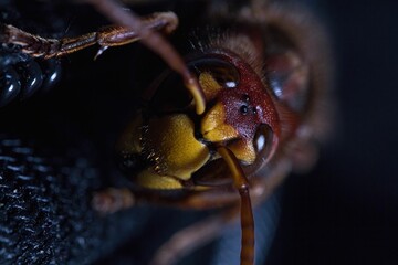 Close-up of a hornet's face in detail.
