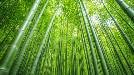 Tall green bamboo stalks densely packed, stretching upwards with sunlight filtering through the vibrant leaves in a serene forest setting.