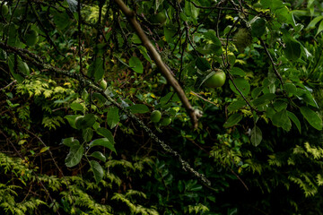 Fototapeta premium Unripe green apples hanging on mossy branch in lush garden