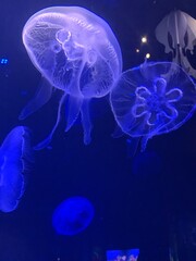 Purple Jellyfish