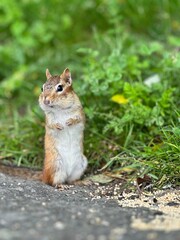 Chipmunk Eating
