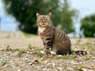 Close-up of a serious with royal vibe tabby cat sitting on a gravel path, surrounded by summer greenery and soft natural light.