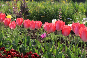 日本の春の公園に咲く赤いチューリップの花とパンジーの花