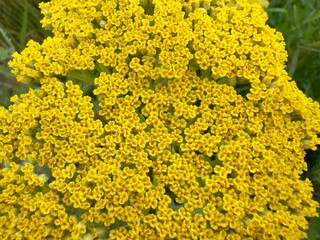 Close-up of a vibrant yellow yarrow (Achillea millefolium) flower head in full bloom, showing its...
