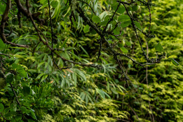 Unripe green apples hanging on mossy branch in lush garden