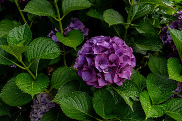 Close-up of blooming purple hydrangea with water drops on petals